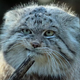 Illustration for article titled Notes from a Pallas Cat...